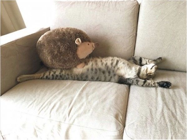 仰向けニャンコ