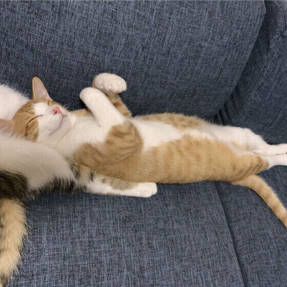 MIX茶×白のタルトくん