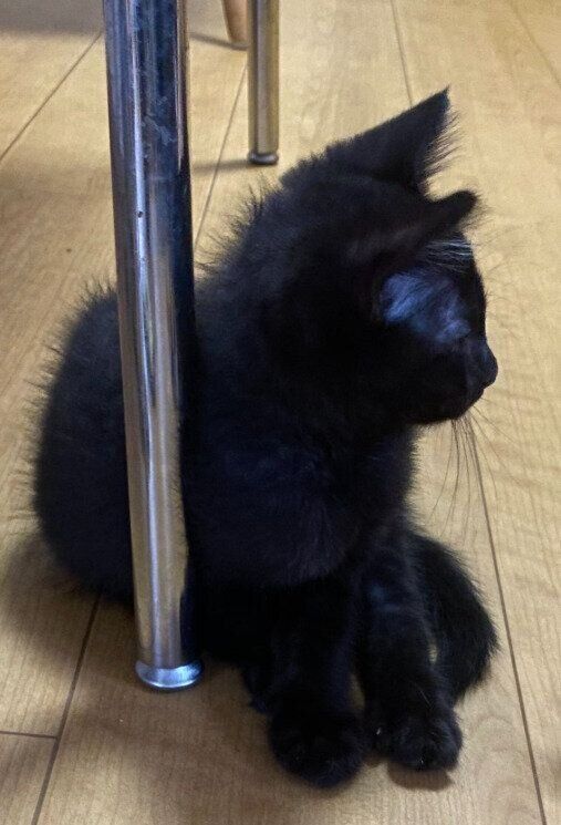 飼い主に初めて会ったときの子猫
