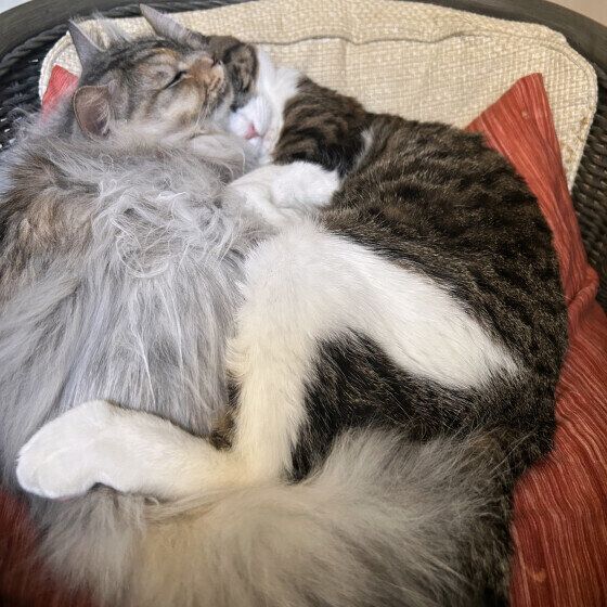 ナツちゃんにスリスリするハルくん