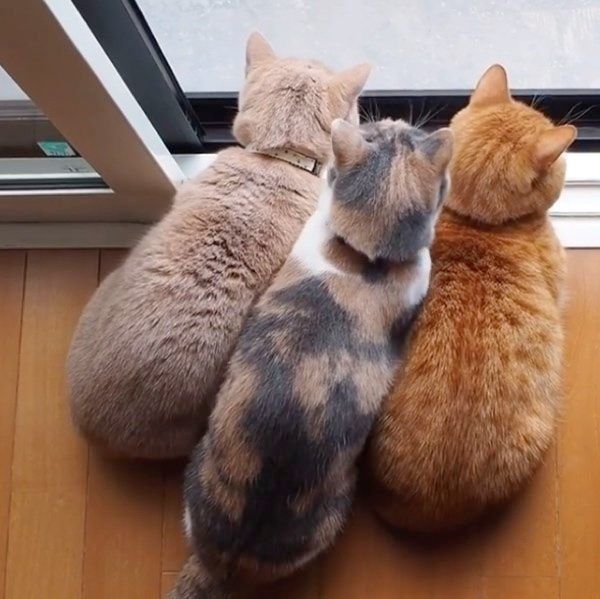 2匹の間に入るララちゃん