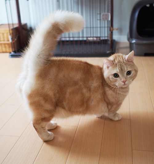 マンチカンのぷーちゃん