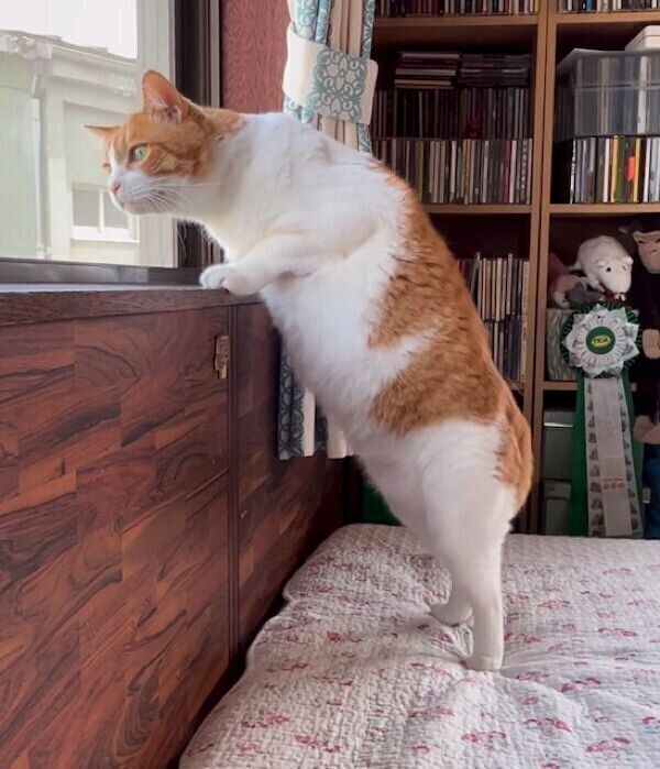 ニャルソックをするポン太くん