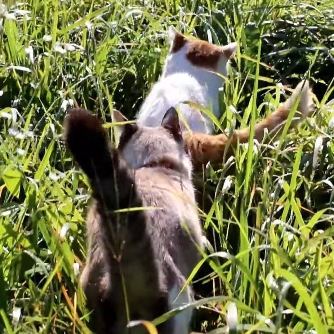 お散歩中のしろちゃんとくろちゃん