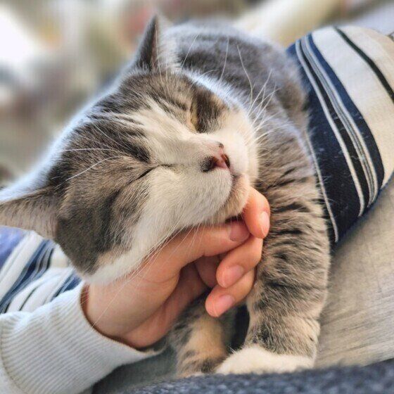 ミヌエットのゆきちくん