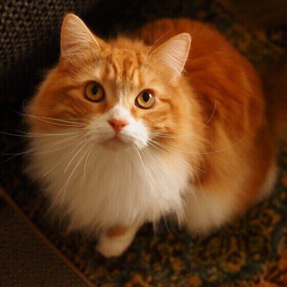 マンチカンのカノンちゃん