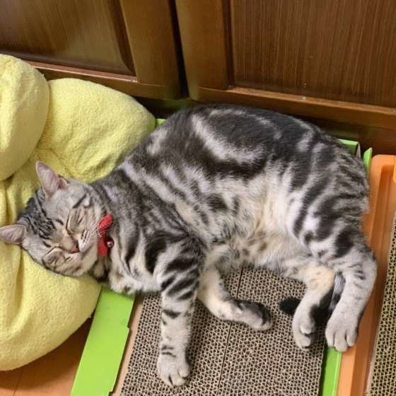 気持ちよさそうに眠るアメリカンショートヘア