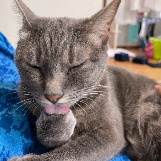 毛づくろいをするはなちゃん