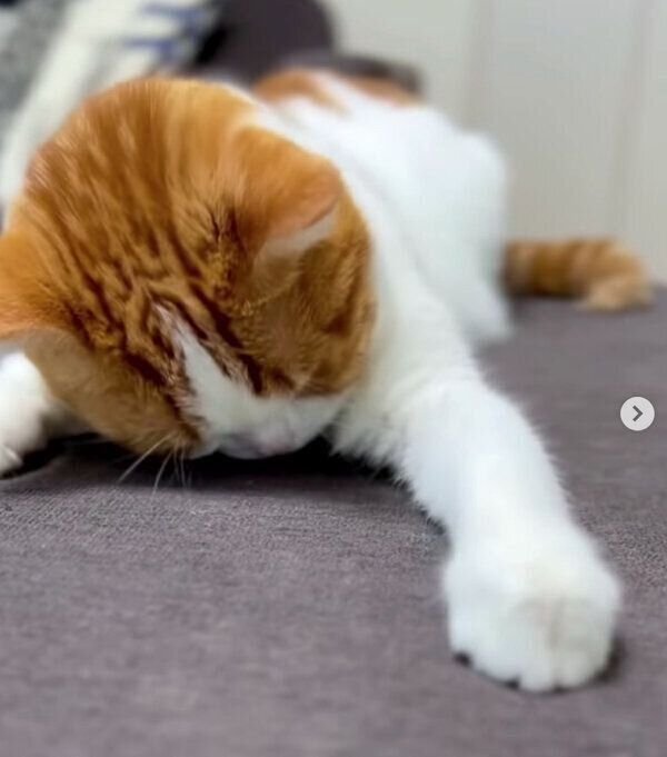 「ごめん寝」をするはなちゃん