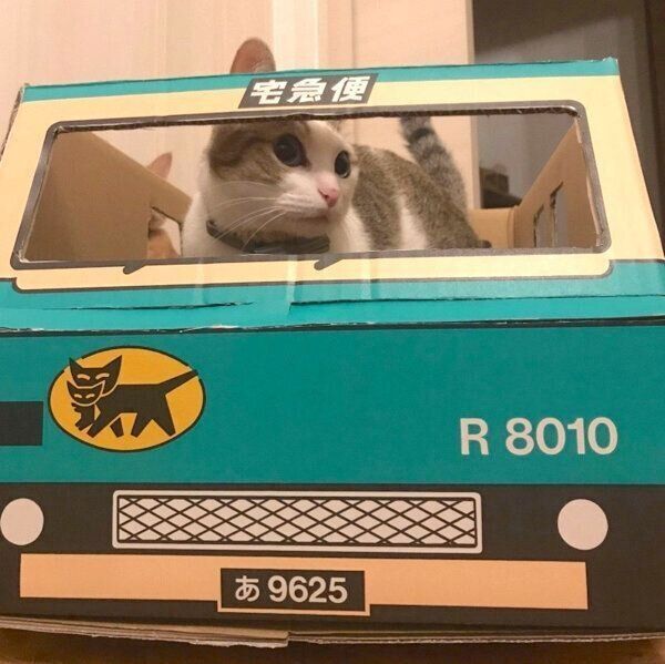 ダンボールトラックに乗るつみれちゃん