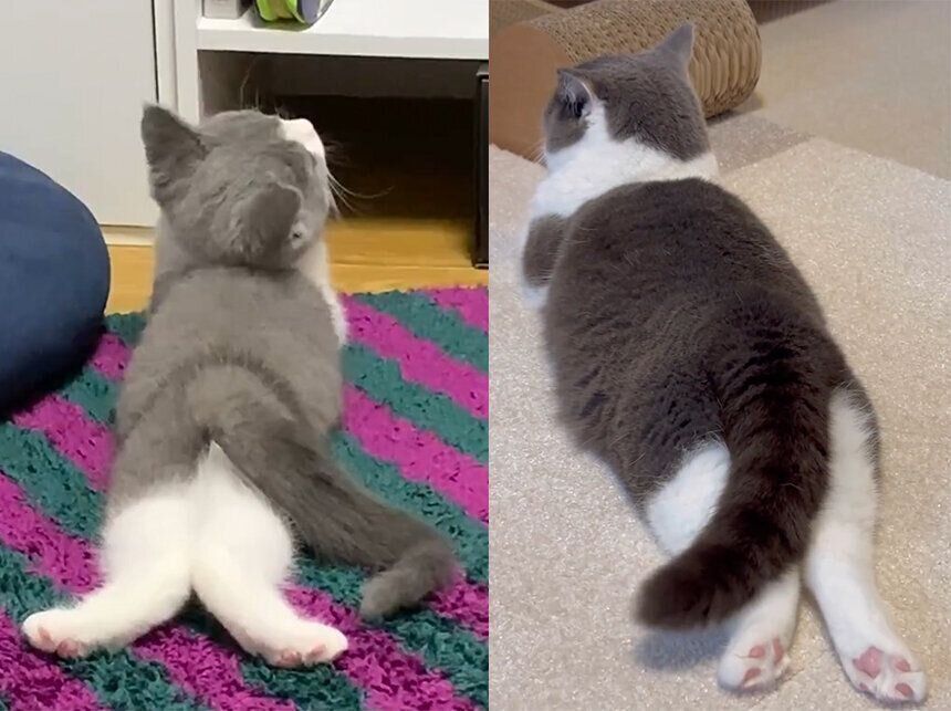 後ろ姿が変わらないおもちちゃん