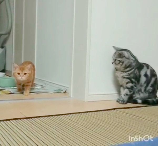 どっきり大作戦を実行するアメリカンショートヘア