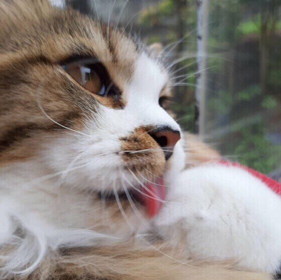 獣医師監修｜キャットフードの原材料の安全性や表示の読み方、種類を 