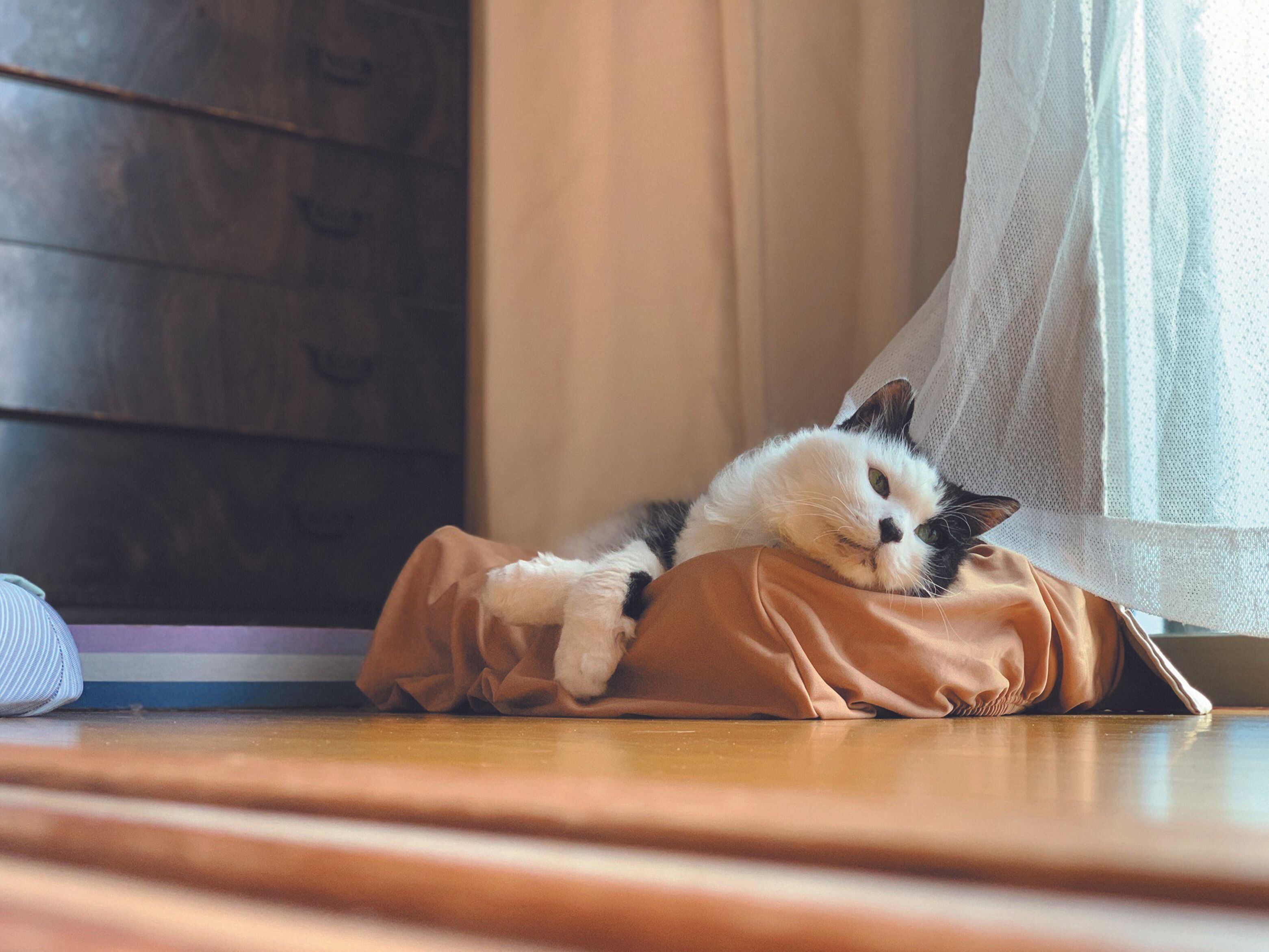 画像／ねこのきもち2023年1月号