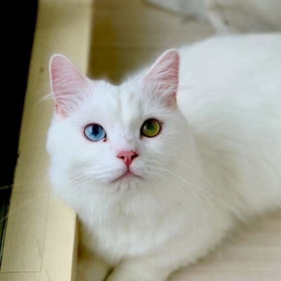 猫のキリっとした視線