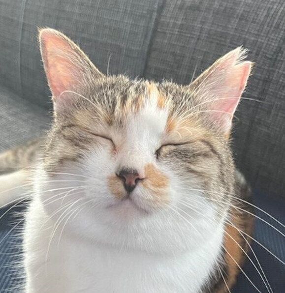 うっとりした顔の猫