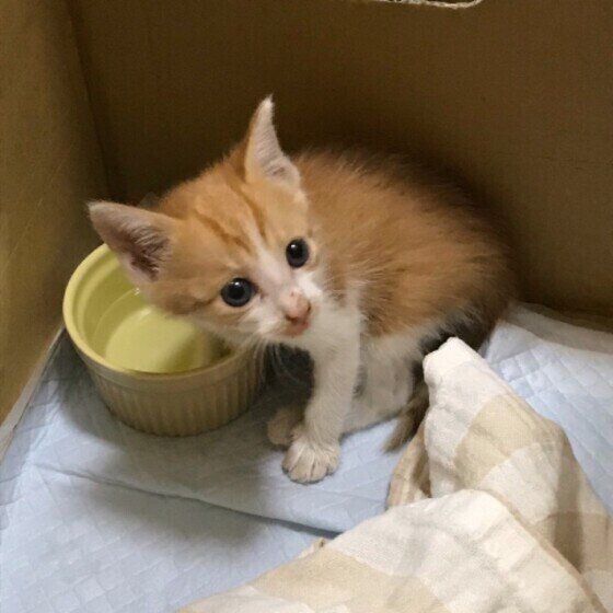 保護されたばかりの子猫（メス、MIX)