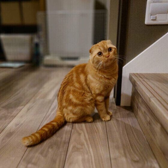 階段の前に座るスコティッシュフォールドの天くん