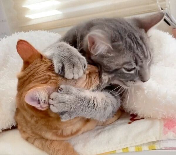 仲良しなサクくんとヨルくん