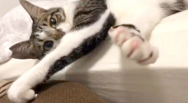 エアふみふみをする猫