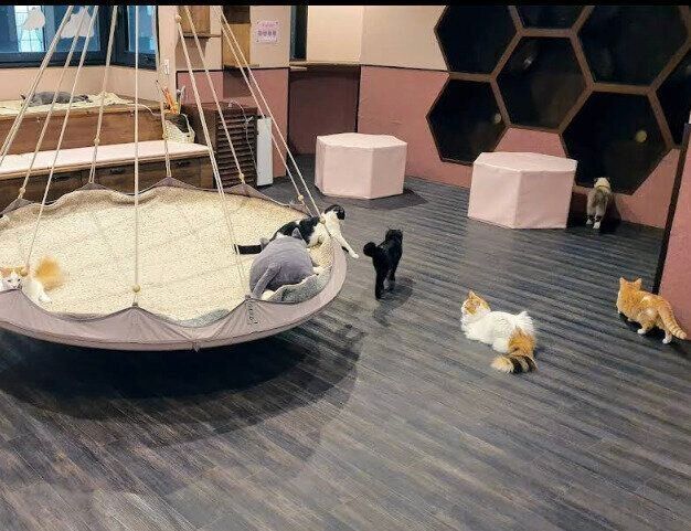 ゆらゆら揺れるハンモックは猫たちに人気