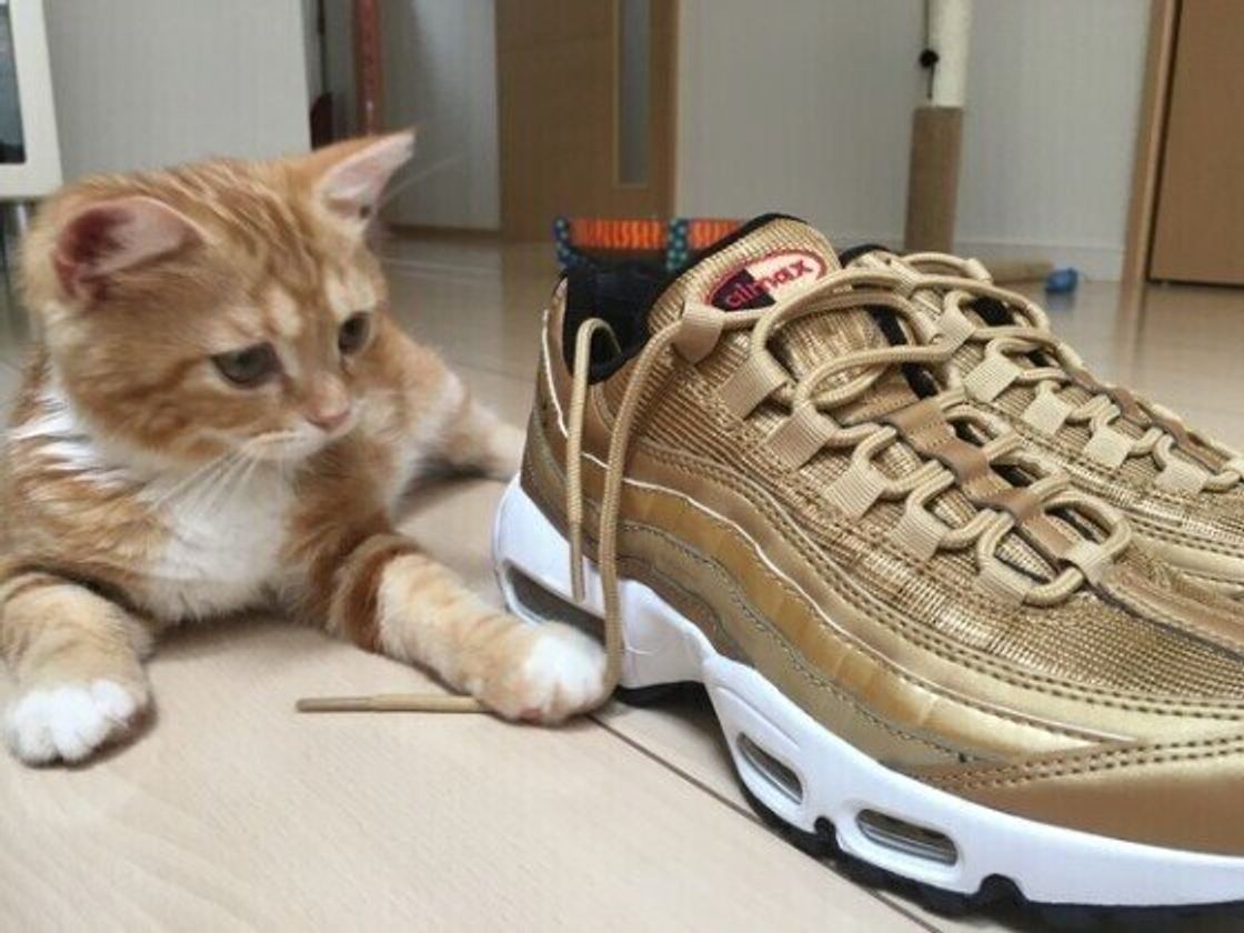 そんなに魅力的 猫が飼い主さんの 靴のニオイを嗅ぐ 心理 ねこのきもちweb Magazine そんなに魅力的 猫が飼い主さんの 靴のニオイを嗅ぐ 心理 ねこのきもちweb Magazine