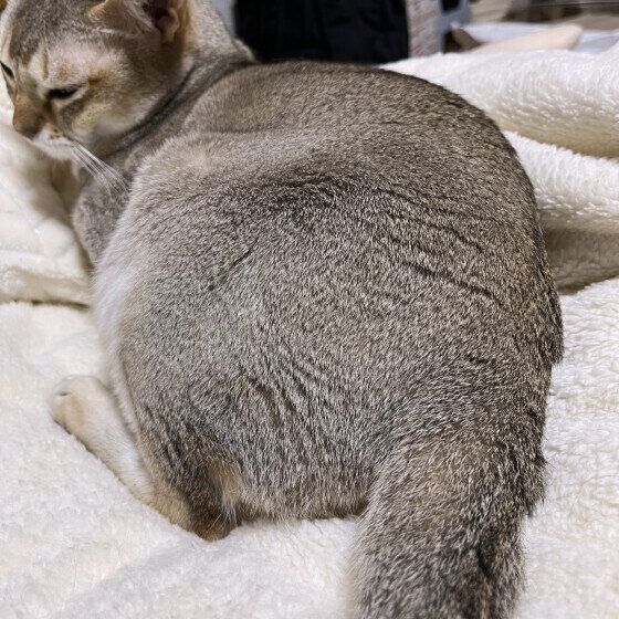 シンガプーラのプップくん