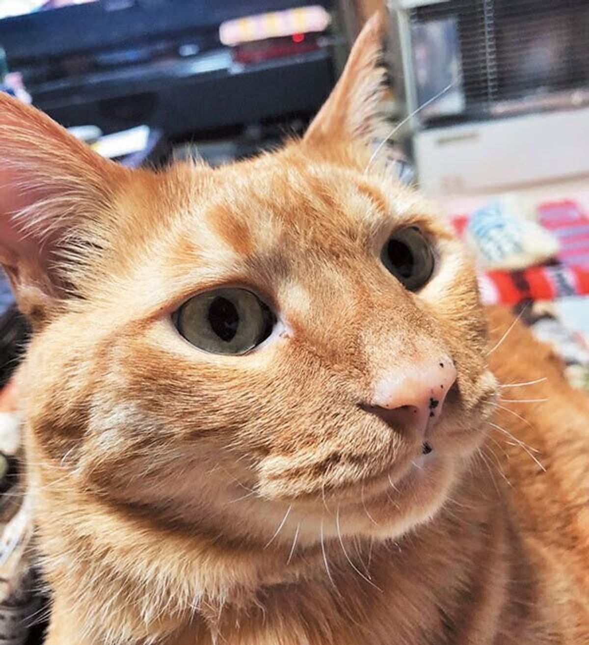 見逃さないで 一生をかけて猫の見た目は変化している 猫の 成長 健康な老化 のビフォーアフター3選 ねこのきもちweb Magazine 見逃さないで 一生をかけて猫の見た目は変化している 猫の 成長 健康な老化 のビフォーアフター3選 ねこのきもちweb Magazine