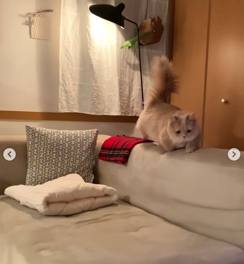 ソファに登るにこちゃん