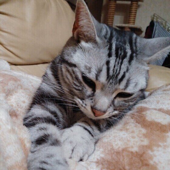 アメリカンショートヘアのボストンくんのふみふみ