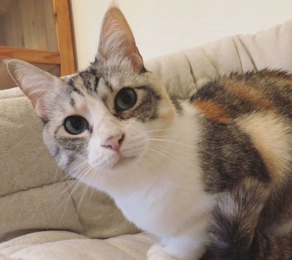 スリッパに狙いを定める猫