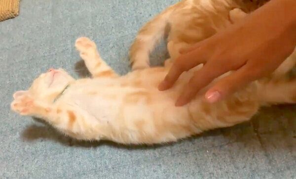 おなかを撫でてもらうもこちゃん