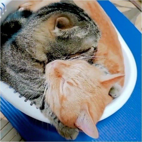 桶ドンニャンズ