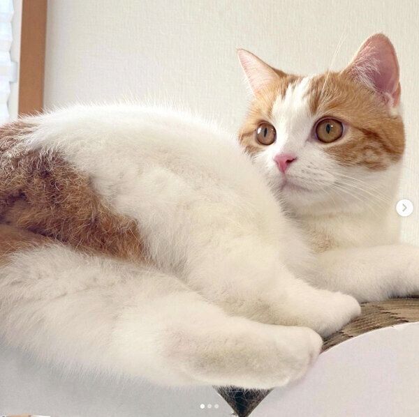 くつろぐはなちゃん