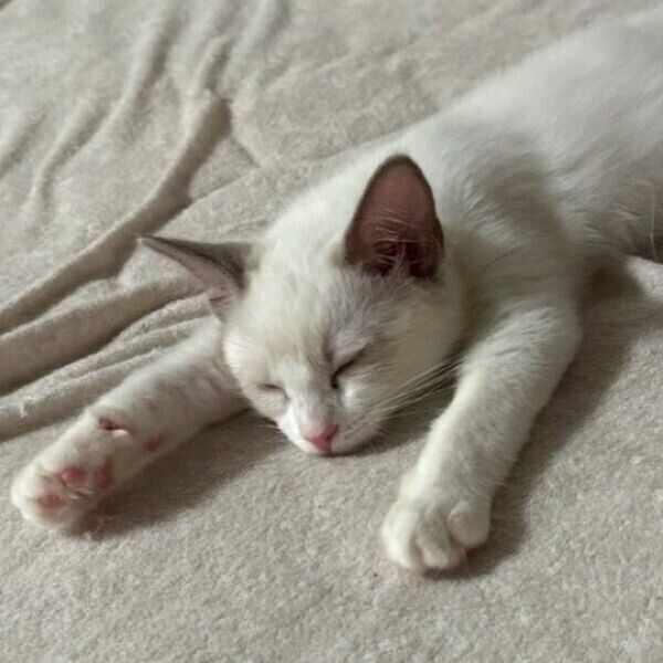 生後3カ月半のシェリーちゃん