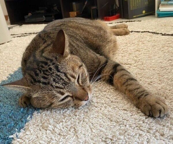 マットの上で気持ち良さそうに眠るもあくん