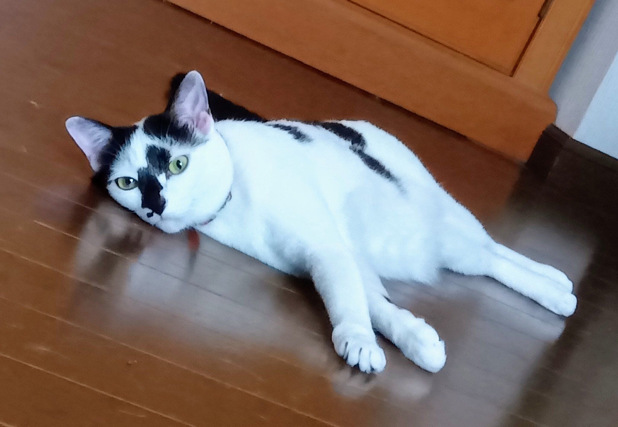 床に寝そべる猫