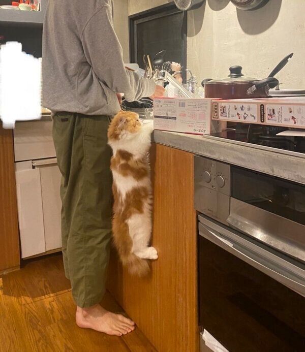 皿洗いをする飼い主さんをじっと見つめているノワくん