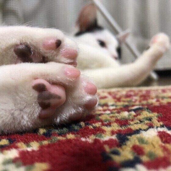 肉球を見せる猫