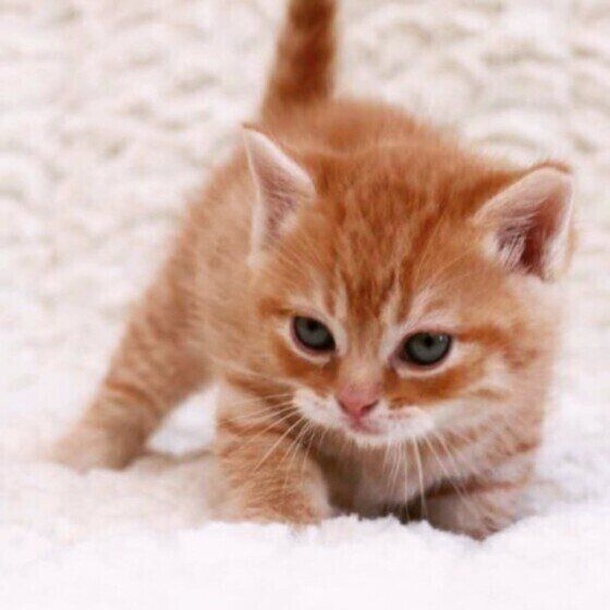 茶トラ猫のBobちゃん