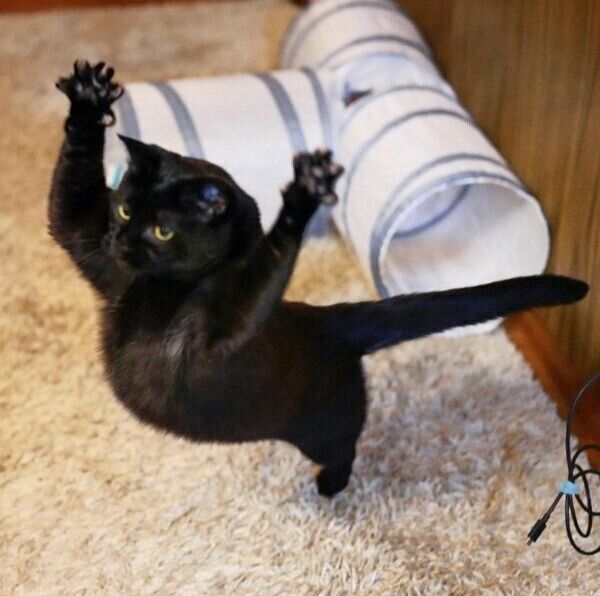 楽しそうに遊ぶオレオくん