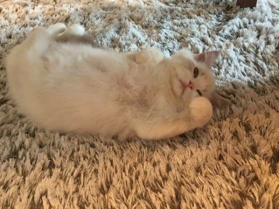 寝転がる白いラグドール