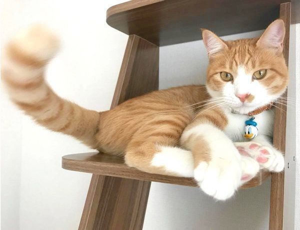 元保護猫のきなこちゃん