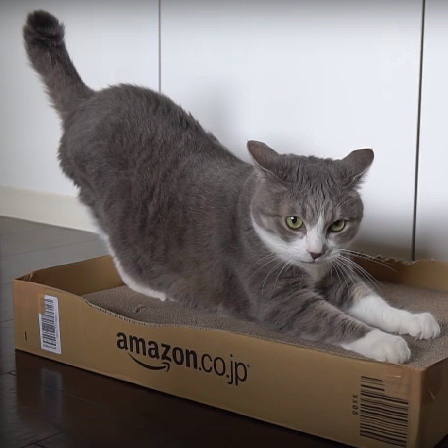 爪とぎを試すモアレちゃん