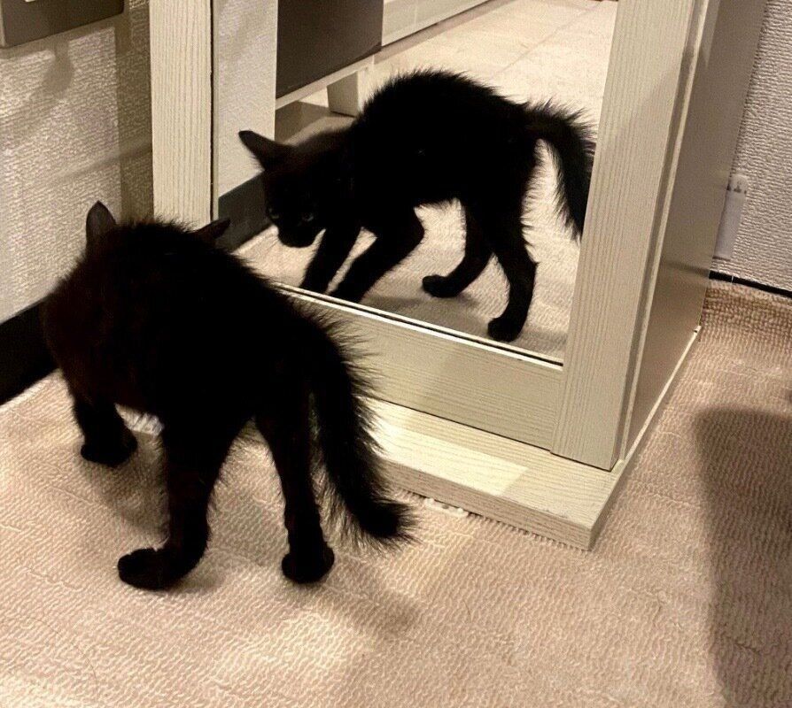 「やんのかステップ」をするトニーくん