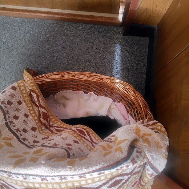 カゴで眠るうずら