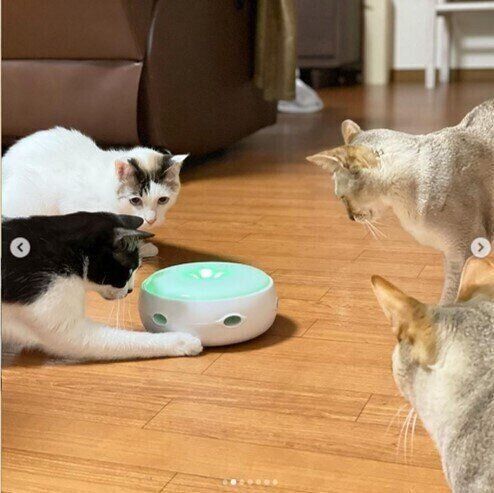 猫じゃらシッターで遊ぶ猫たち