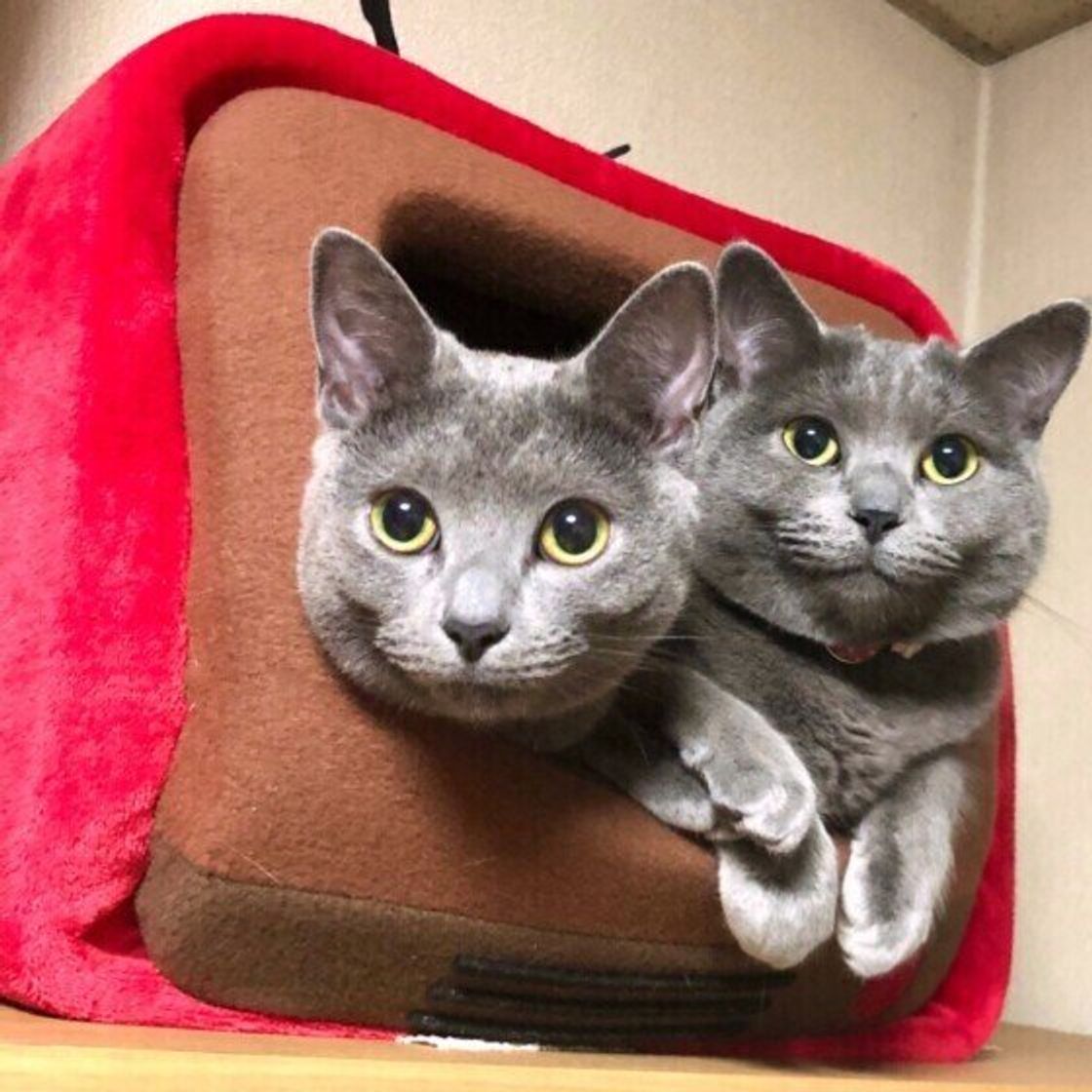 シャルトリューの特徴と飼い方 可愛い画像いっぱい ねこのきもち 猫図鑑 ねこのきもちweb Magazine シャルトリューの特徴と飼い方 可愛い画像いっぱい ねこのきもち 猫図鑑 ねこのきもちweb Magazine