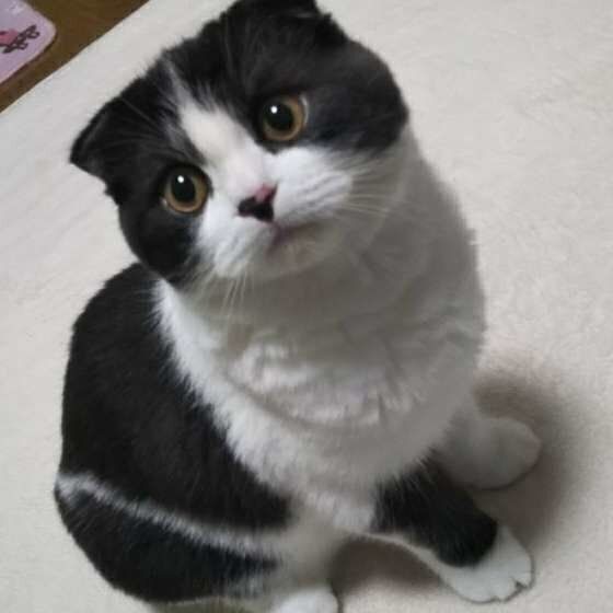 おすわりをする猫