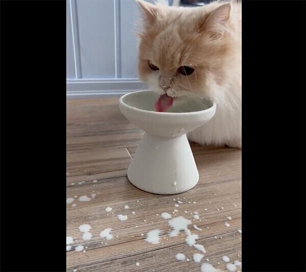 ミルクの飲み方が下手なビジュちゃん